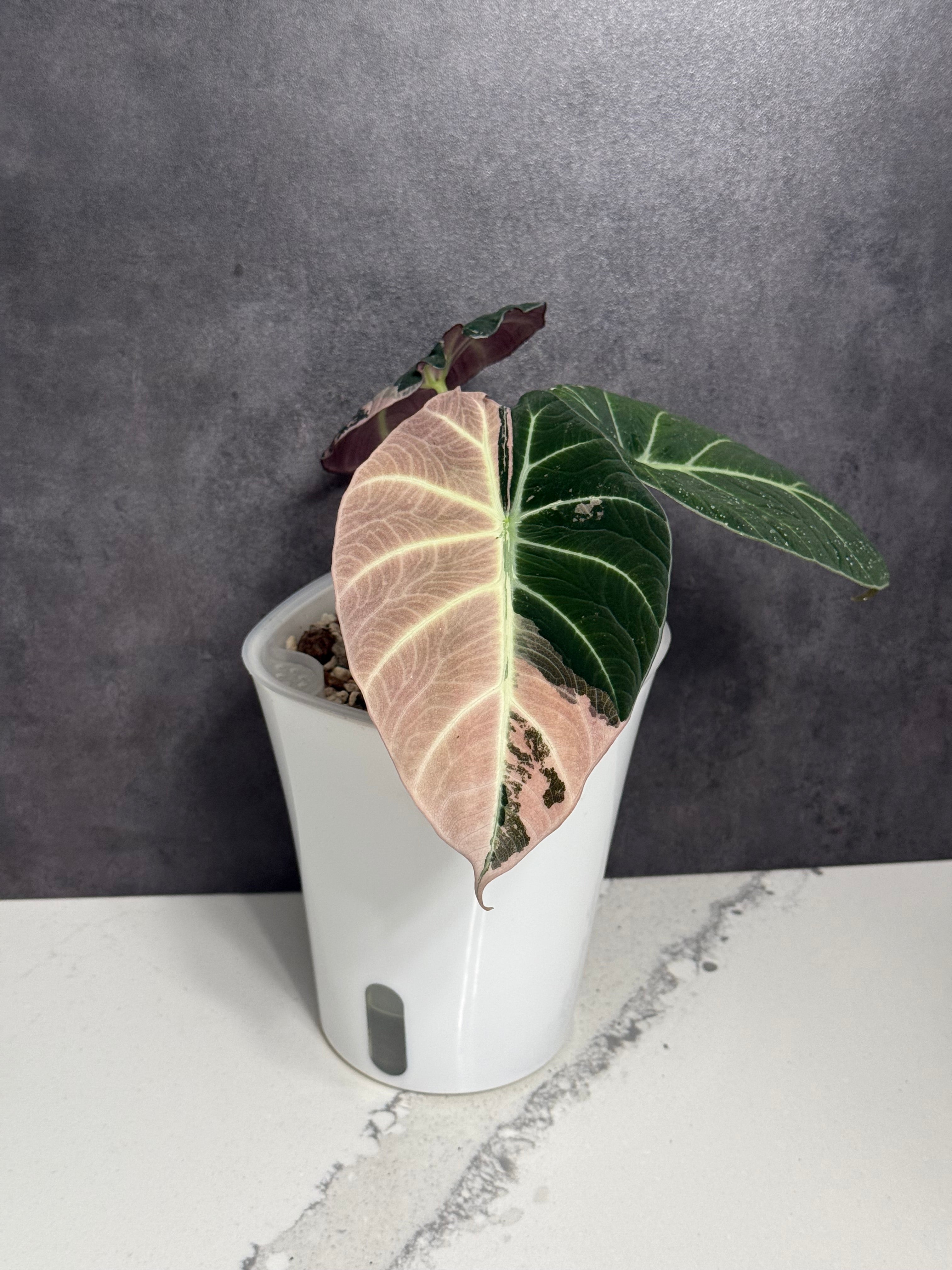 Alocasia Black Velvet Pink Variegated - Corming Size – Maker's