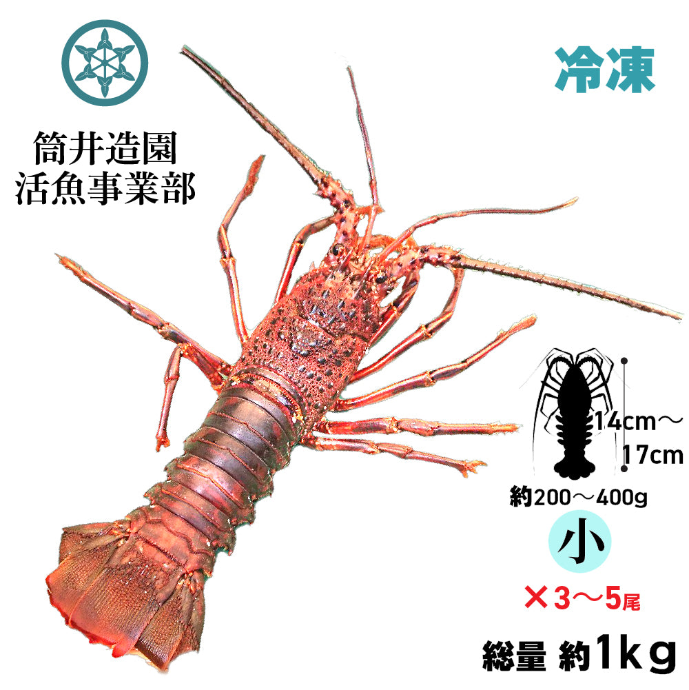 冷凍 天然 土佐の伊勢海老 | 小・Sサイズ 土佐湾 クール便冷凍でお届け