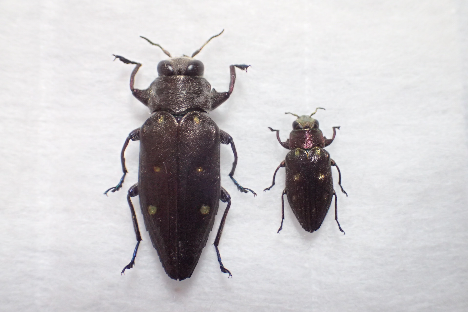 大珍品、九州のオオムツボシタマムシ（2022.5.17）