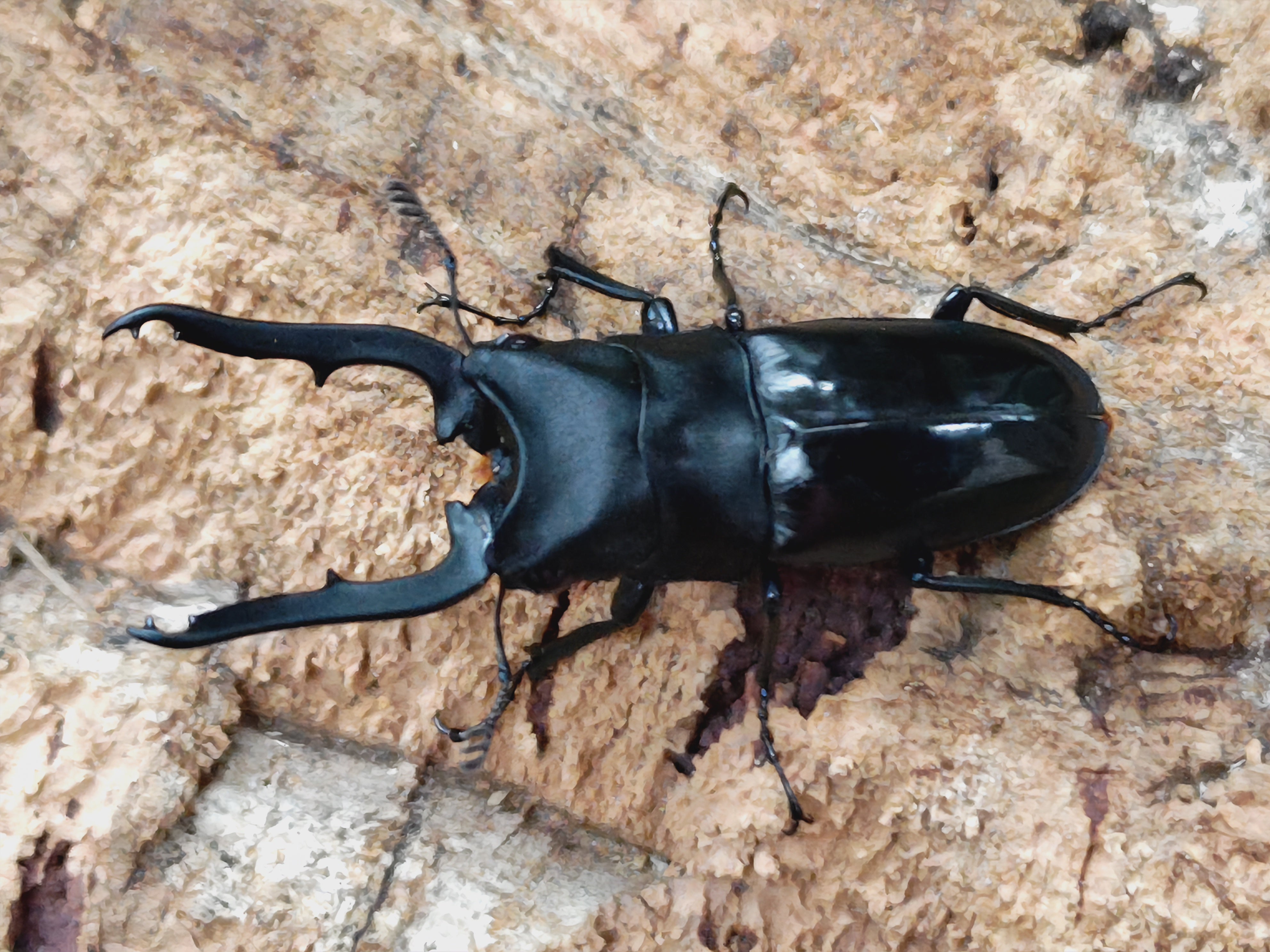 2025.6.6.新入荷!! – クワガタムシ・カブトムシ昆虫専門店COLORS