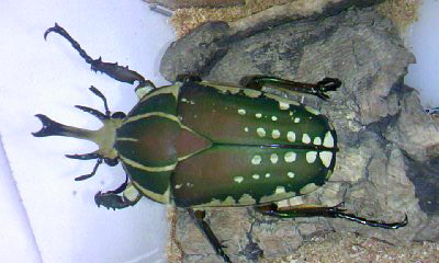 ポリフェムスオオツノカナブン カメルーンObout – クワガタムシ