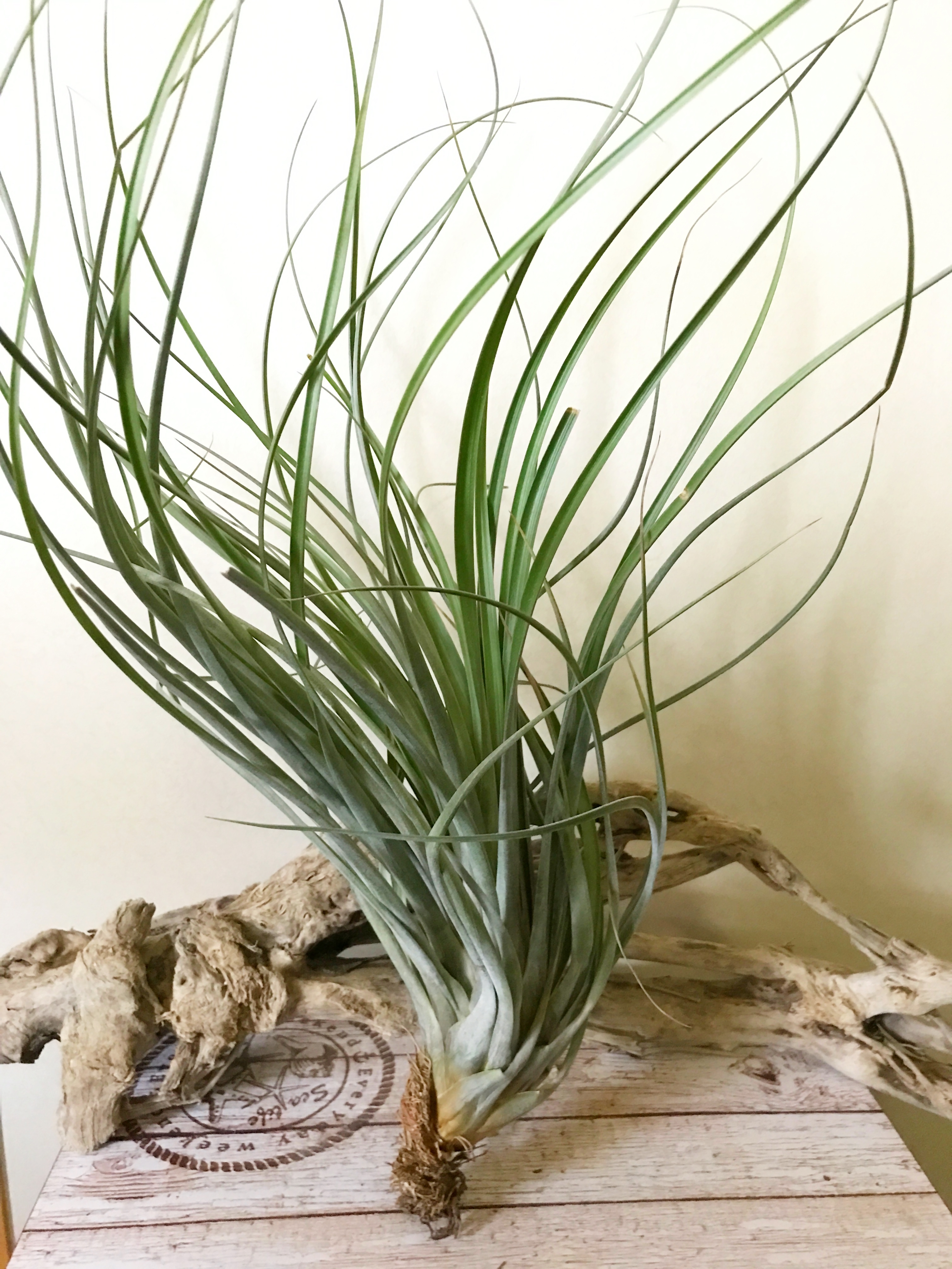 Frontier Plants】オンラインストア5月5日入荷予定のチランジア紹介