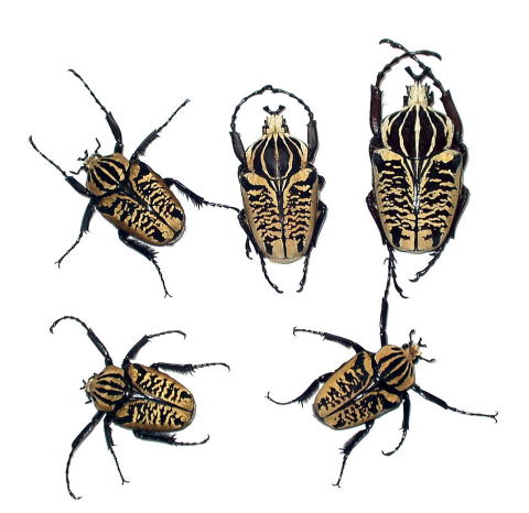 サザナミゴライアス