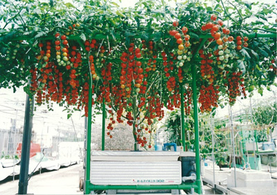 ホームハイポニカ601型で水平栽培はできるか？ | 水耕栽培Q＆A