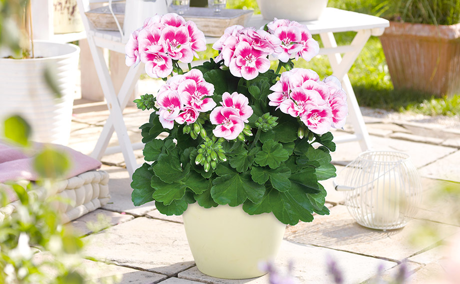 ゼラニウム クオリティ｜WEBカタログ｜未来アグリス株式会社|未来