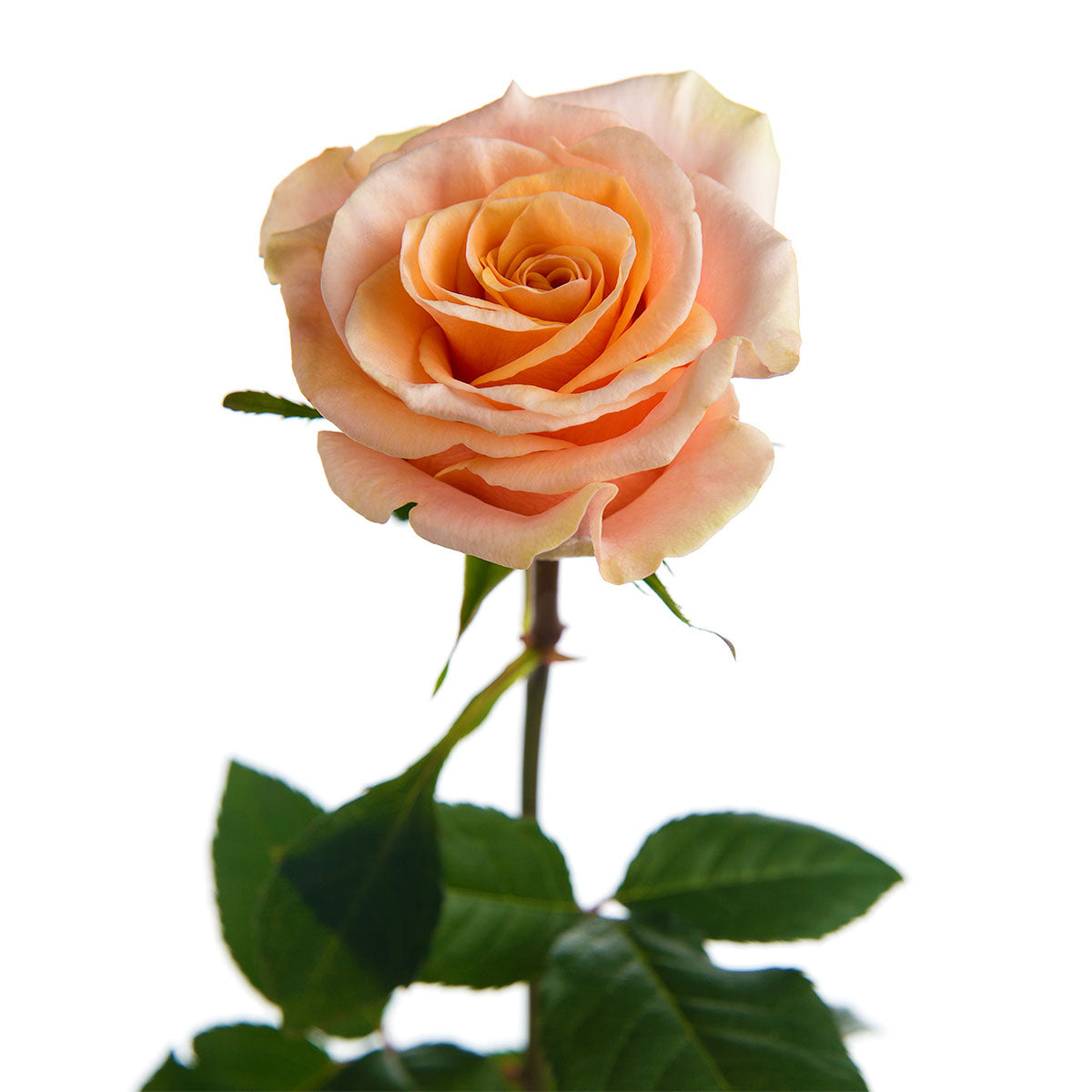 Phoenix Garden Rose | Sami Sacha Flowers