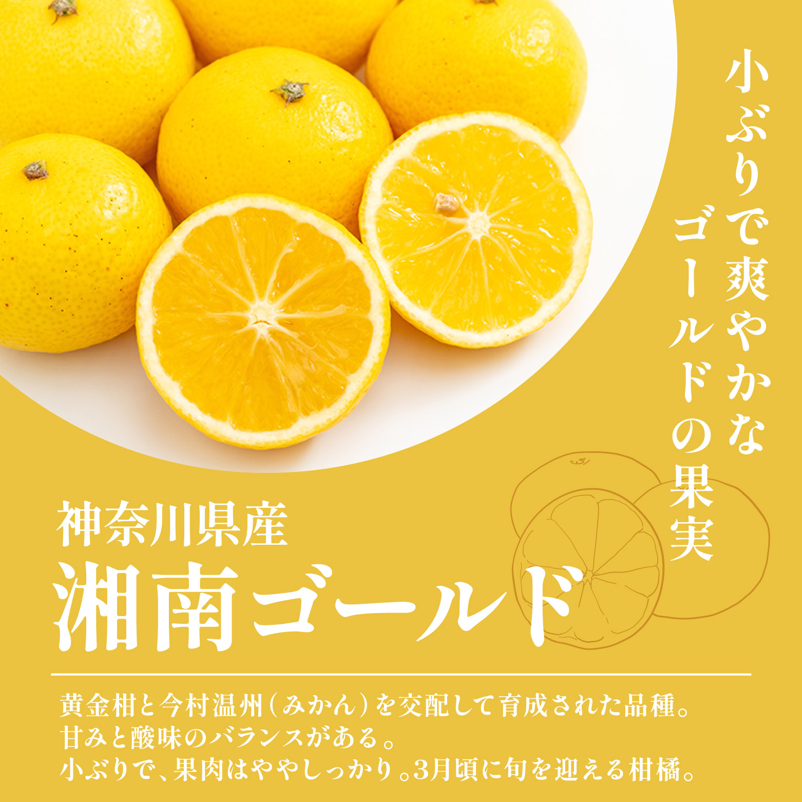 神奈川県産湘南ゴールド1kg（10～15玉）|旬の柑橘といちご