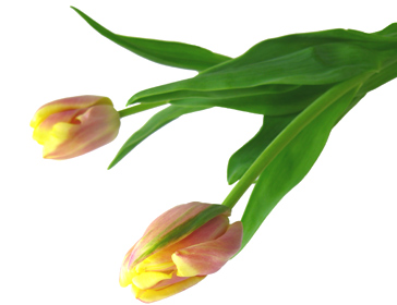 FLOWER NOTE 【名前一覧 チューリップ】