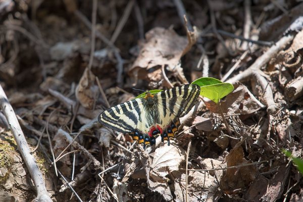 新潟県下越地方のギフチョウⅤ（2024年4月12日～14日）（蝶の