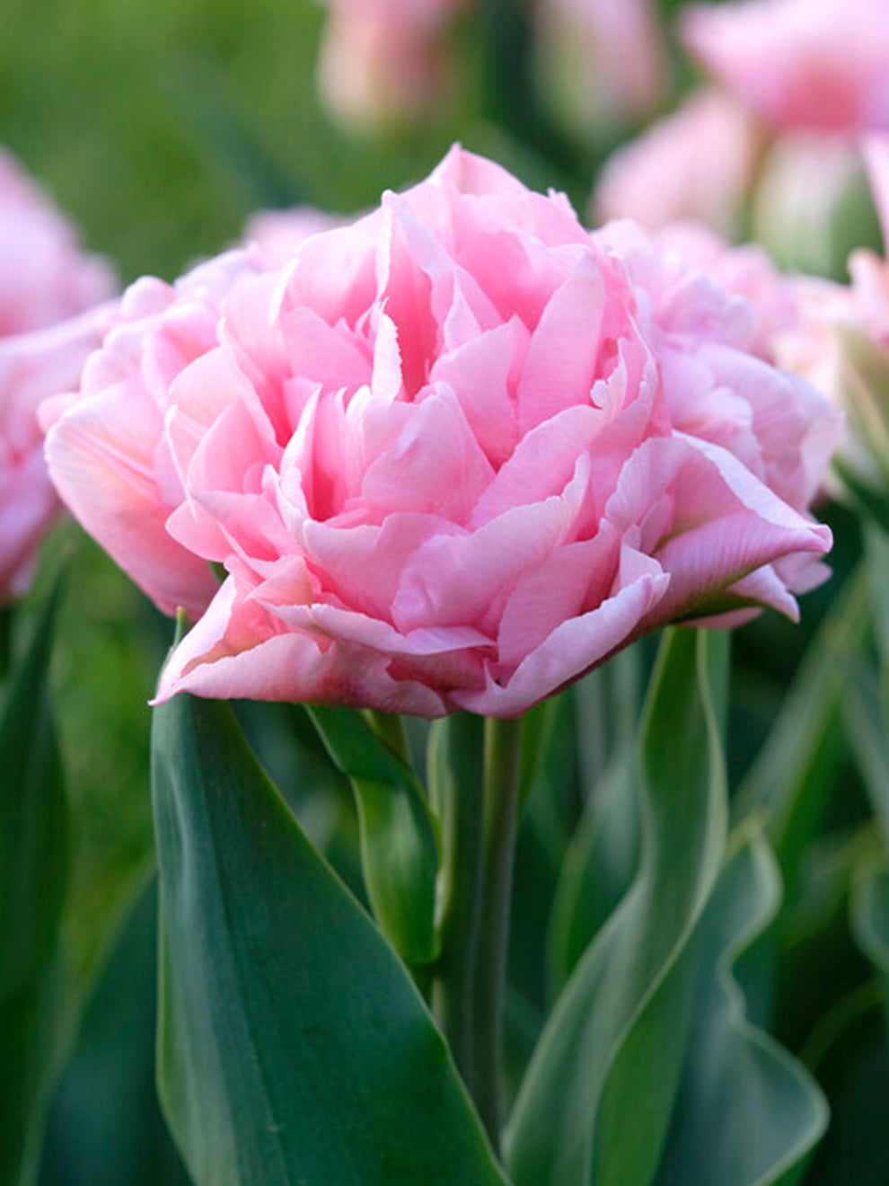 Tulip Bulbs | Tulip Perfect Wedding® | Unique Tulip Bulbs for Sale