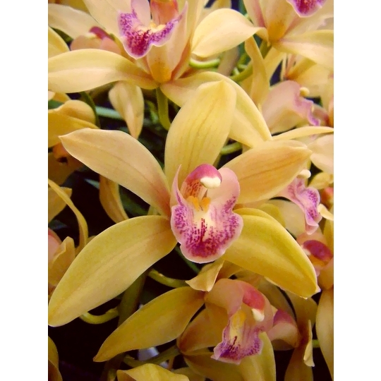 商品詳細 胡蝶蘭【グリーンショップ フェニックス】胡蝶蘭