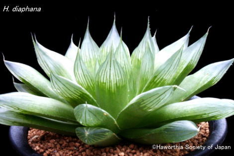 Haworthia Society of Japan