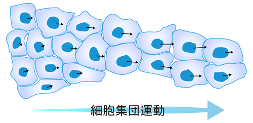 プレスリリース - 細胞の集団移動の方向性を決める仕組みの発見 ～ERK