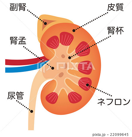 腎臓 副腎 仕組みのイラスト素材 [22099645] - PIXTA