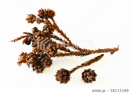 杉ぼっくりの写真素材 - PIXTA