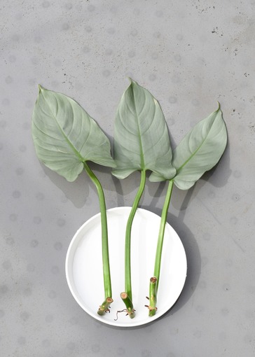 フィロデンドロン「シルバーソード」を挿し木で増やしてみる。: ROAD