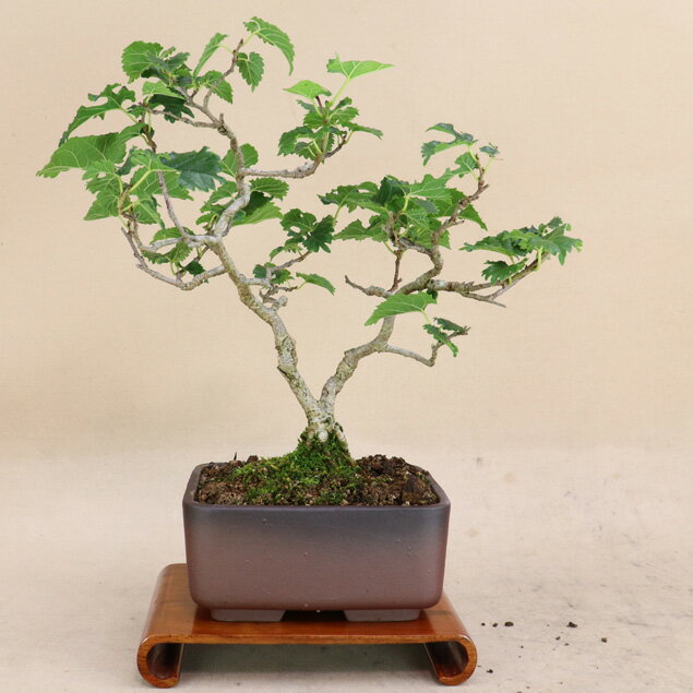 楽天市場】千寿姫 盆栽の通販