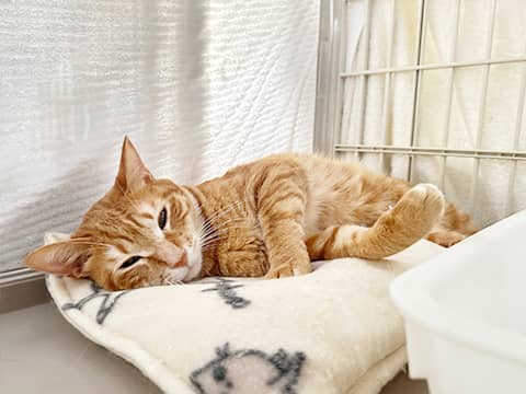 里親さんを待っている猫たち | J710 | NPO法人東京キャットガーディアン