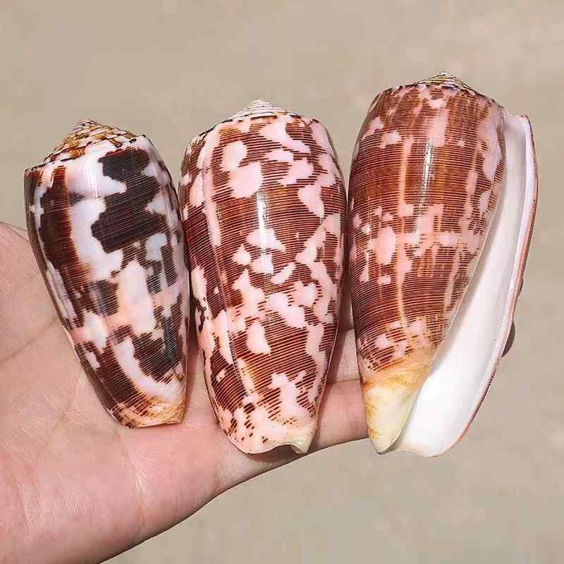 楽天市場】置物 天然 巻き貝 貝殻 キラー 織り錦 トウモロコシ 高貴