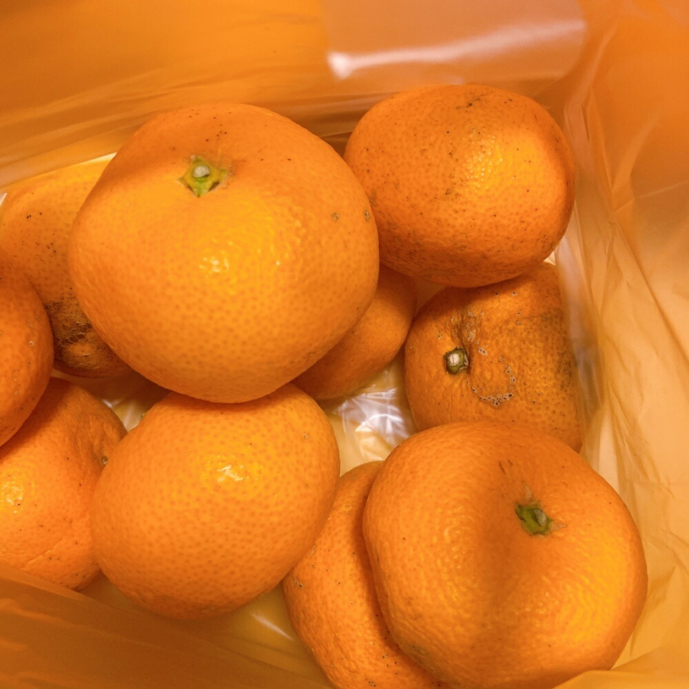 楽天市場】訳ありみかん 約9キロ(箱込)(品種おまかせ)ご用意でき次第