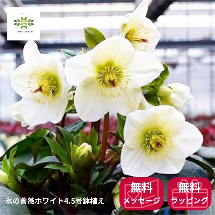 楽天市場】クリスマスローズ Ice'Nroses 氷の薔薇 ホワイト 鉢植え