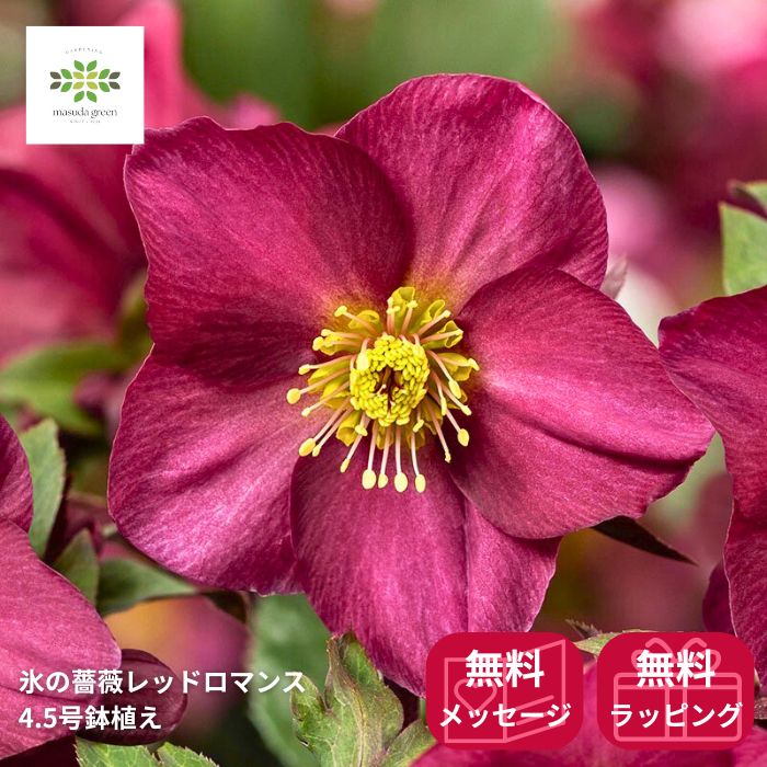 楽天市場】クリスマスローズ Ice'Nroses 氷の薔薇 レッドロマンス