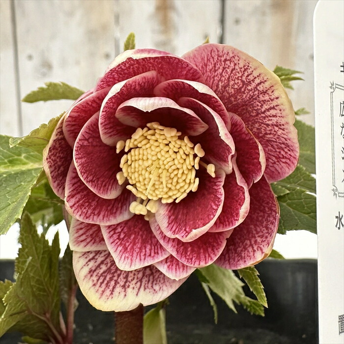 ♡広瀬園芸♡ レッドピンク　白抜け　ソレイユ系 広瀬園芸 - クリスマスローズ・多肉shop 涼花(SUZUKA)