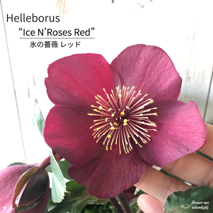 楽天市場】クリスマスローズ 氷の薔薇 レッド 5号鉢 送料無料 開花株