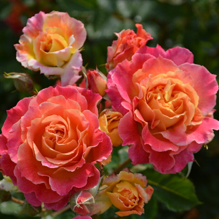 楽天市場】予約販売 バラ苗 バラ大苗 ロサ オリエンティス シャルール