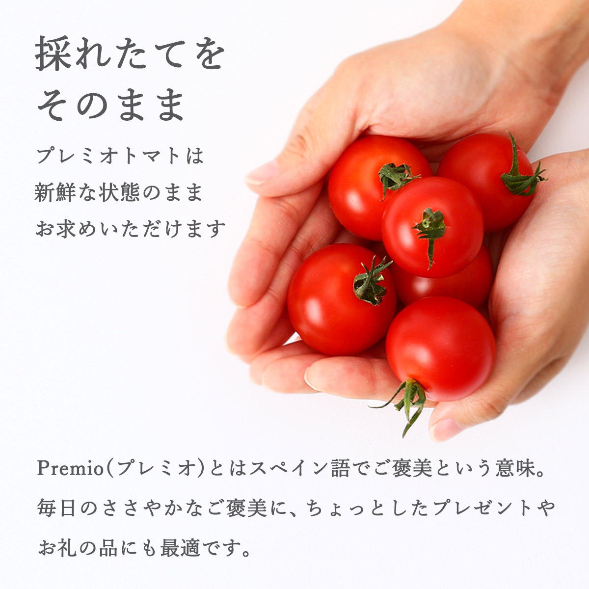 楽天市場】冷凍ミニトマト 1kg [上板ホールディングス] トマト