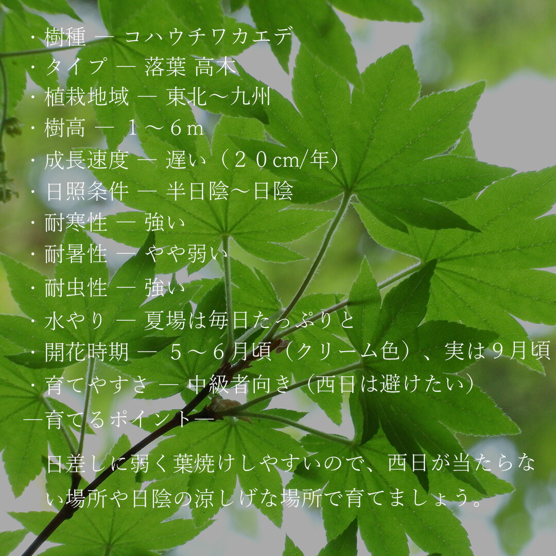 楽天市場】【現品】山採り【コハウチワカエデ】小羽団扇楓 株立ち 自然