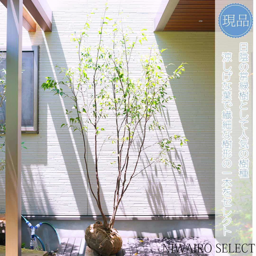 楽天市場】【ハイノキ】 株立ち 自然風樹形 樹高H≒235 × 枝張W≒130cm