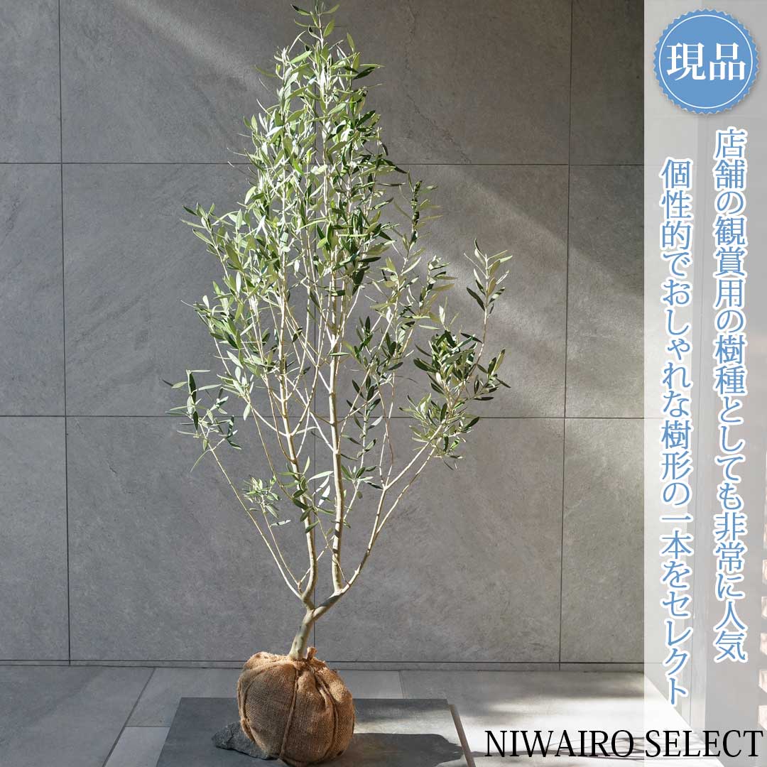 オリーブの木 現品」の人気商品一覧 | 安い商品を通販サイトから探す