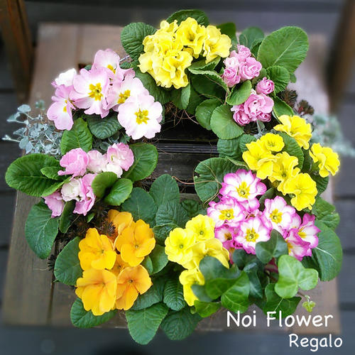 楽天市場】春色 ジュリアン リース 寄せ植えリース : ノイフラワーレガーロ