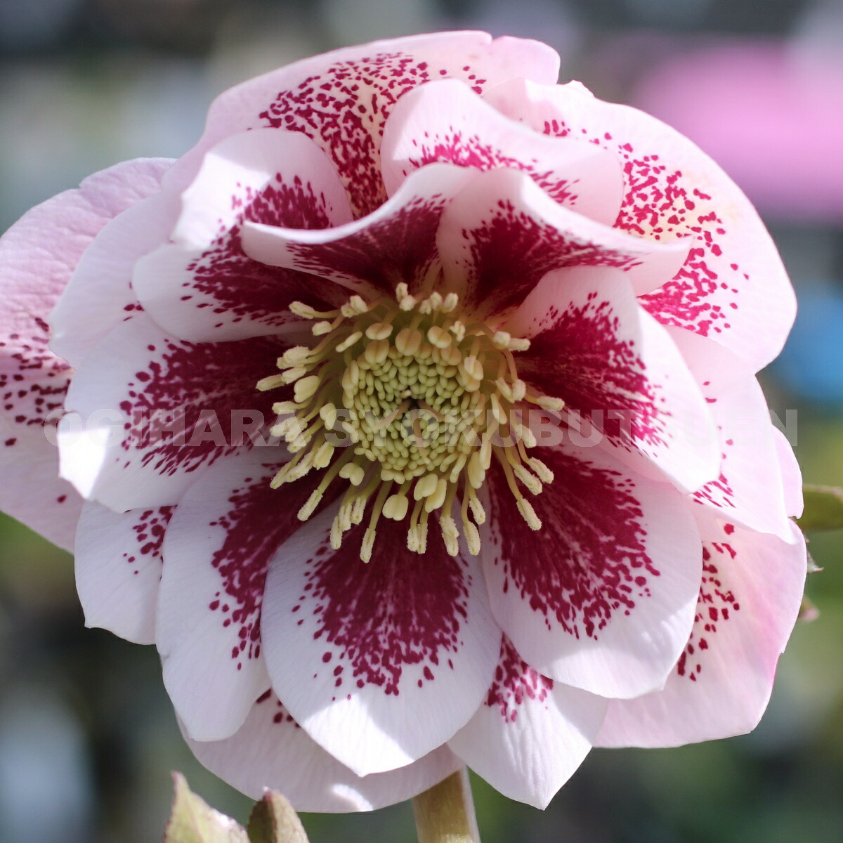 楽天市場】クリスマスローズ ピンク ブロッチ ダブル 大苗 : おぎはら