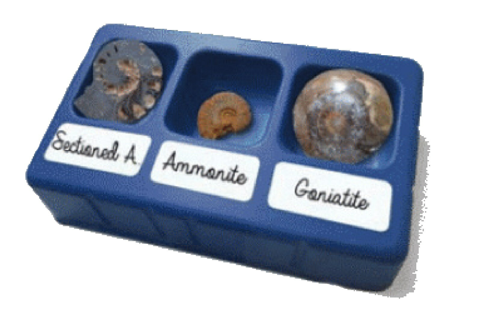 楽天市場】化石発掘セット【アンモナイト】 : 3D・恐竜・おもちゃの