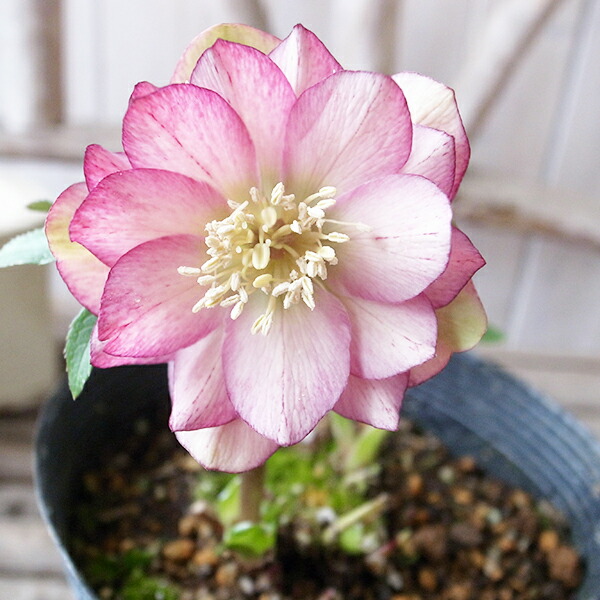 楽天市場】クリスマスローズ ダブル 開花株 ピンクリバーシブル 4.5号