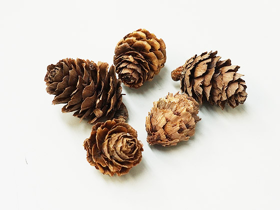 楽天市場】松ぼっくり ナチュラル 5個セット : 京のこびんちゃん本舗