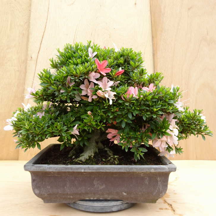 楽天市場】盆栽 皐月 日光 樹高 約38cm さつき にっこう Rhododendron
