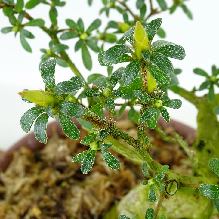 楽天市場】盆栽 皐月 かぐや姫 樹高 約20cm さつき Rhododendron