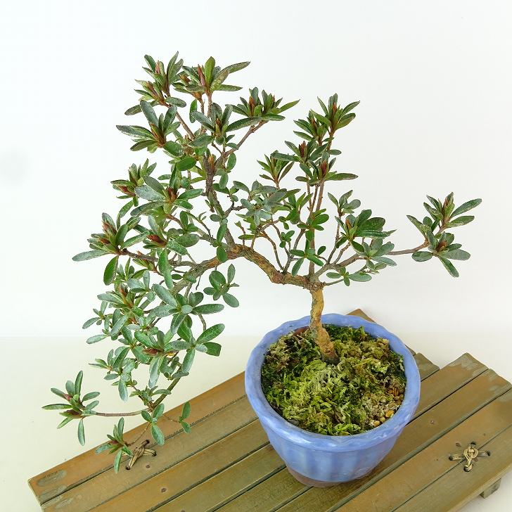 楽天市場】盆栽 皐月 星の輝 樹高 約23cm さつき Rhododendron indicum