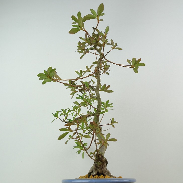 楽天市場】盆栽 皐月 神鏡 樹高 約30cm さつき Rhododendron indicum