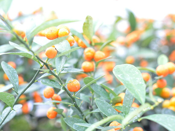 楽天市場】盆栽 キンズ 金豆 ミニ盆栽 室内 初心者 かわいい 実のなる