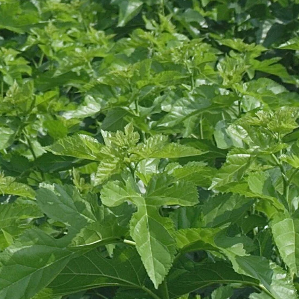 楽天市場】＜2024年リニューアル＞ 桑の葉美人 青汁(抹茶風味) 正規品