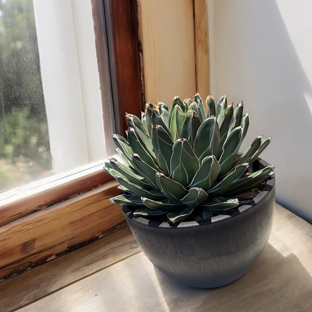 アガベ 笹の雪」の人気商品一覧 | 安い商品を通販サイトから探す