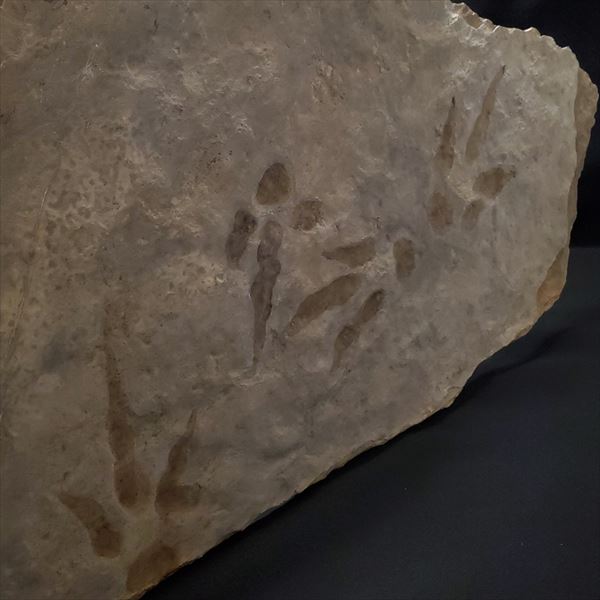 楽天市場】【送料無料】【グラレーター/化石/足跡/恐竜】希少