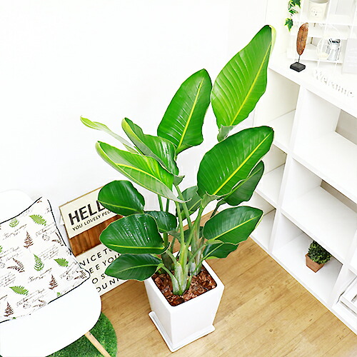 楽天市場】観葉植物 大型 10号 ストレリチア オーガスタ 高さ約150cm