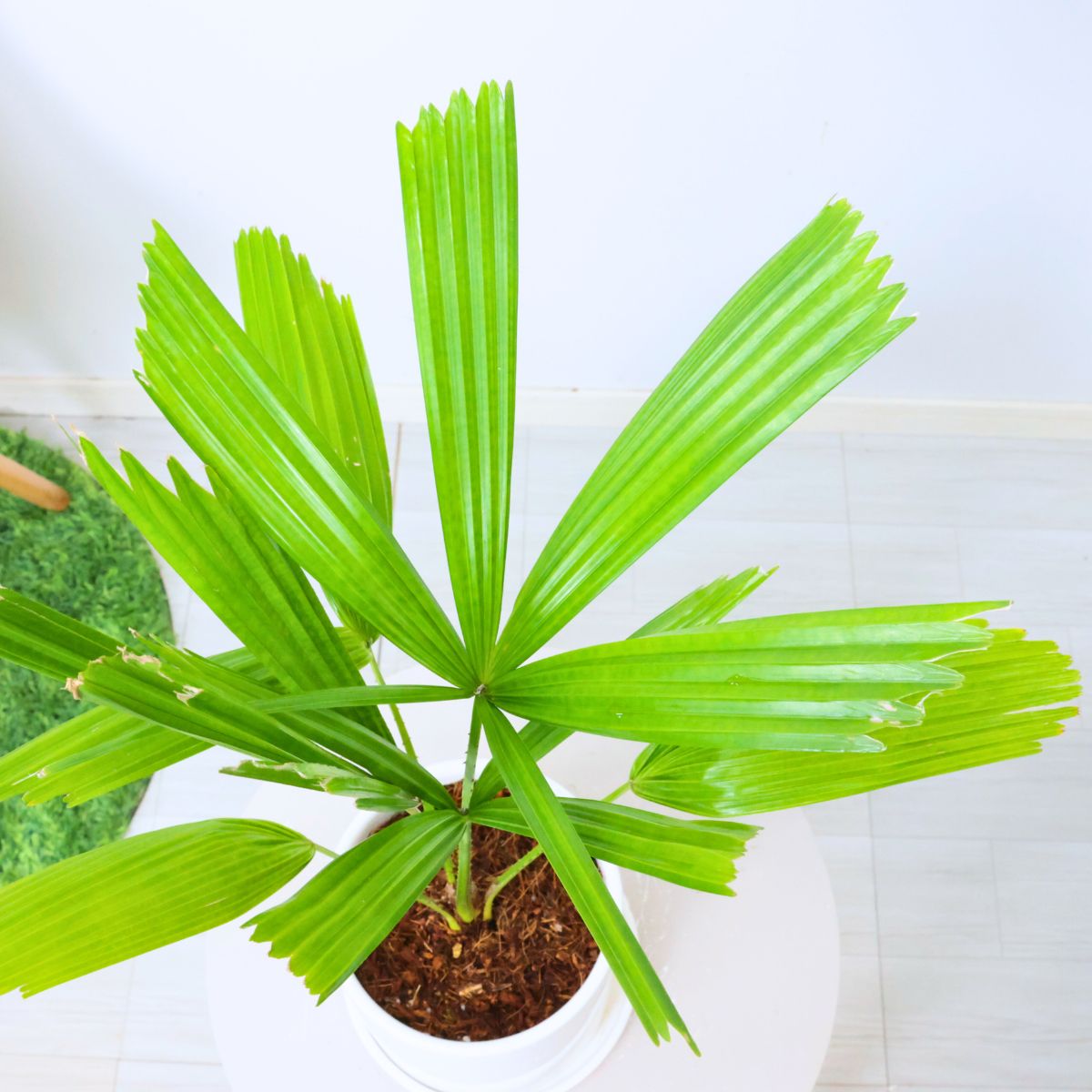 楽天市場】観葉植物 入手困難 ヤシの木 リクアラ スピノーサ 高さ約