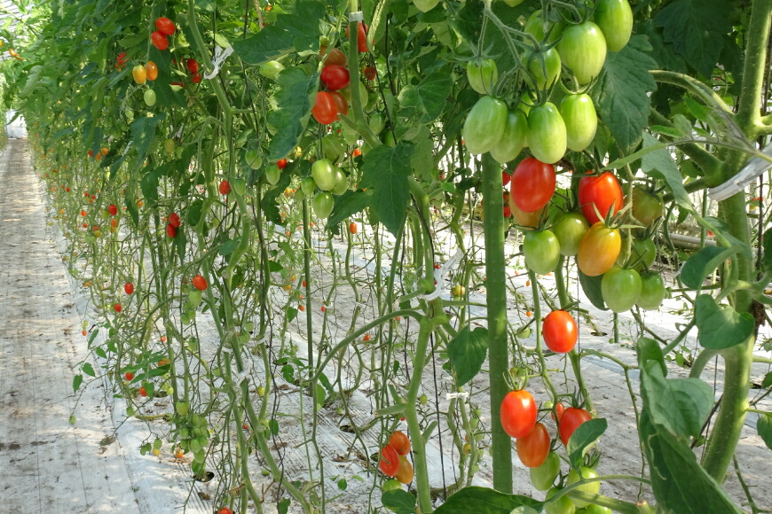 楽天市場】【ふるさと納税】 【期間限定発送】 トマトジュース