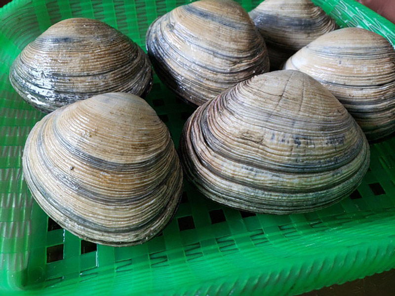 楽天市場】【ふるさと納税】K088-13 佐久島の漁師さんが獲った大あさり